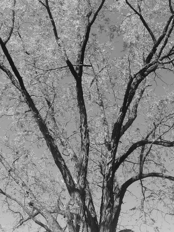 Black Walnut